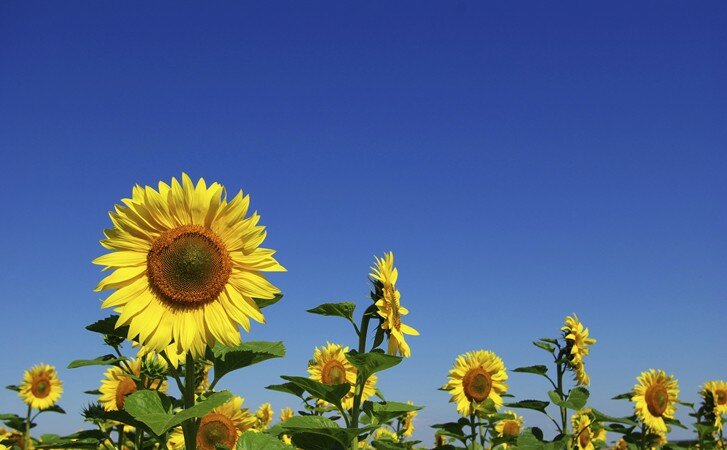 Sunflowers