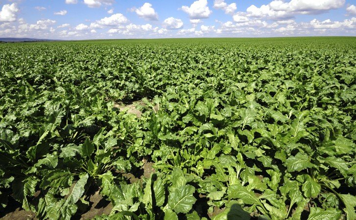 Field of crops, Ukraine