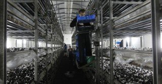 Mushroom factory, Moldova